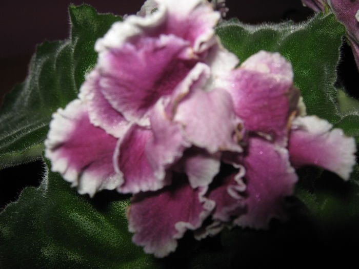 Picture My plants 4258 - Violete de Parma