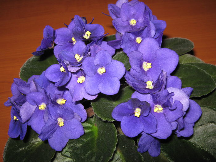 Picture My plants 4261 - Violete de Parma