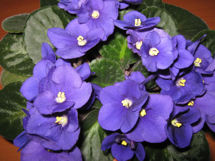 Picture My plants 4266 - Violete de Parma