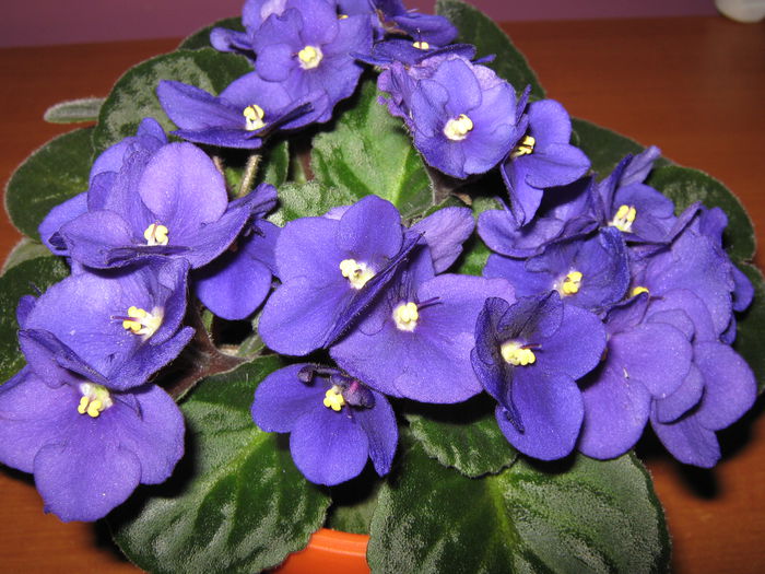 Picture My plants 4267 - Violete de Parma