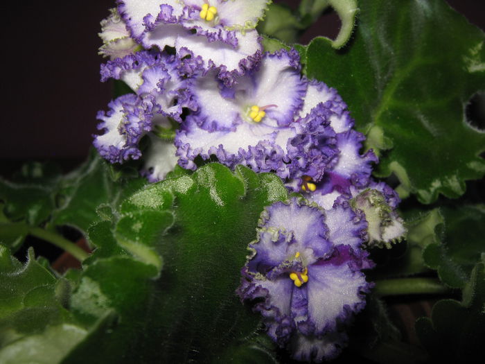 Picture My plants 4269 - Violete de Parma