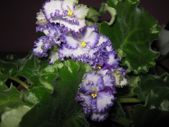 Picture My plants 4270 - Violete de Parma