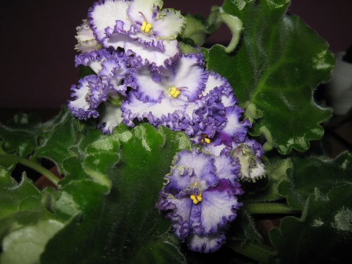 Picture My plants 4270