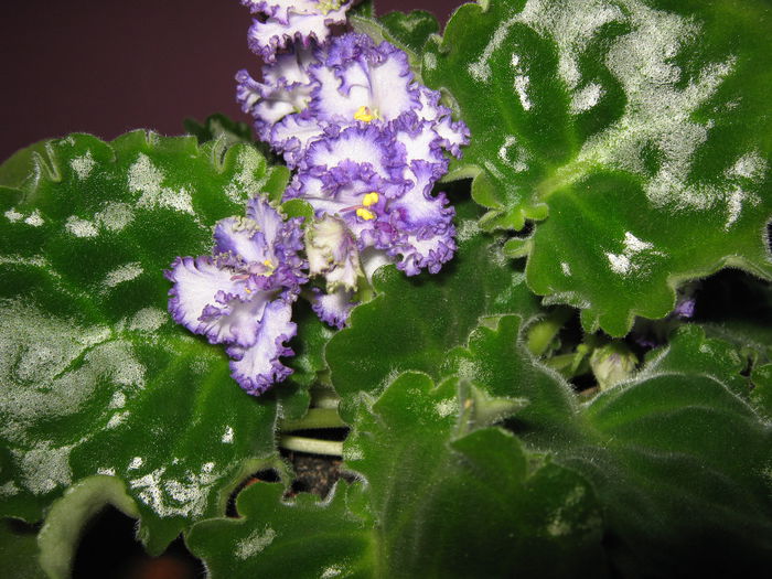 Picture My plants 4272 - Violete de Parma