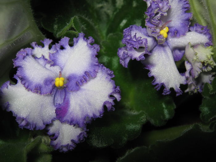 Picture My plants 4271