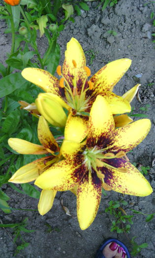IMG_20150705_081359[1] - crini de gradina