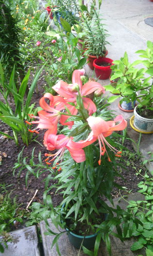 IMG_20150709_144832[1] - crini de gradina