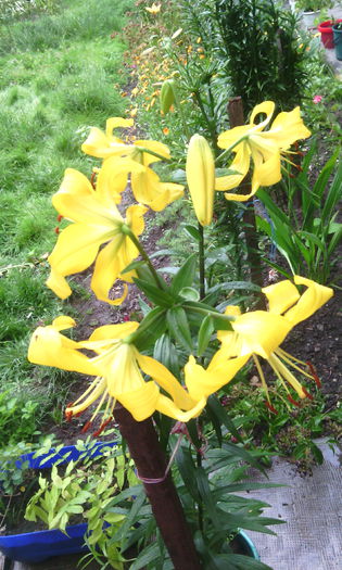 golden splendour - crini de gradina