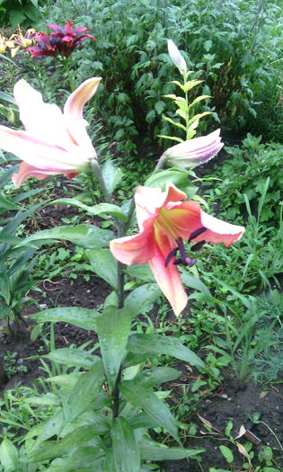 IMG_20150709_164738[1] - crini de gradina