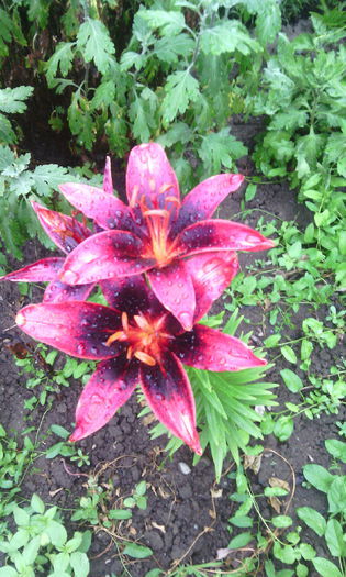 tango olina - crini de gradina