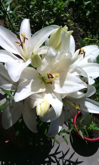 IMG_20150711_125653[1]