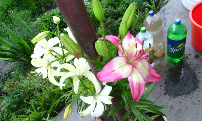 IMG_20150711_210233[1] - crini de gradina