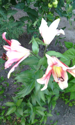 IMG_20150711_210404[1]