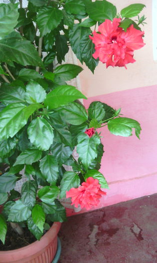 IMG_20150709_145050[1]