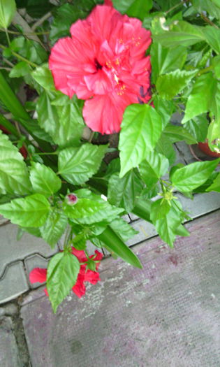 IMG_20150711_210949[1]