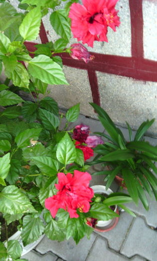 IMG_20150711_211004[1]