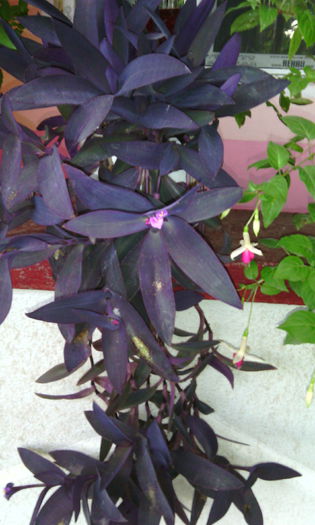 IMG_20150711_210631[1] - tradescantia