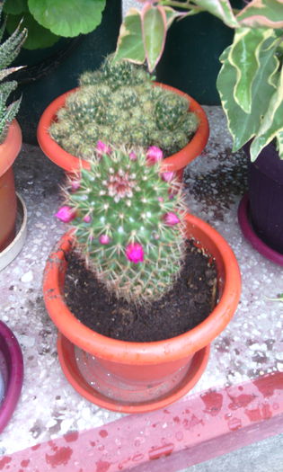 mammillaria vetula gracillis - CACTUSI si SUCULENTE