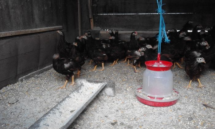 doua luni si un pic .