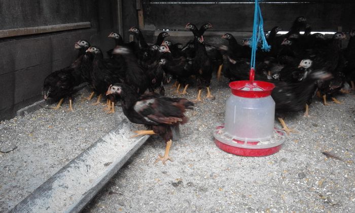 doua luni si un pic .