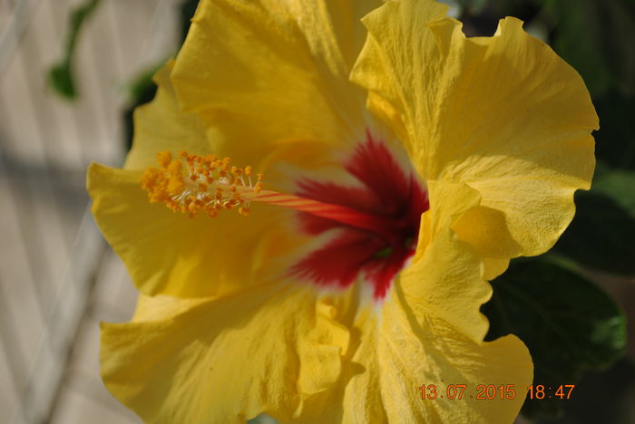 DSC_0674 - Hibiscus Boreas Yellow