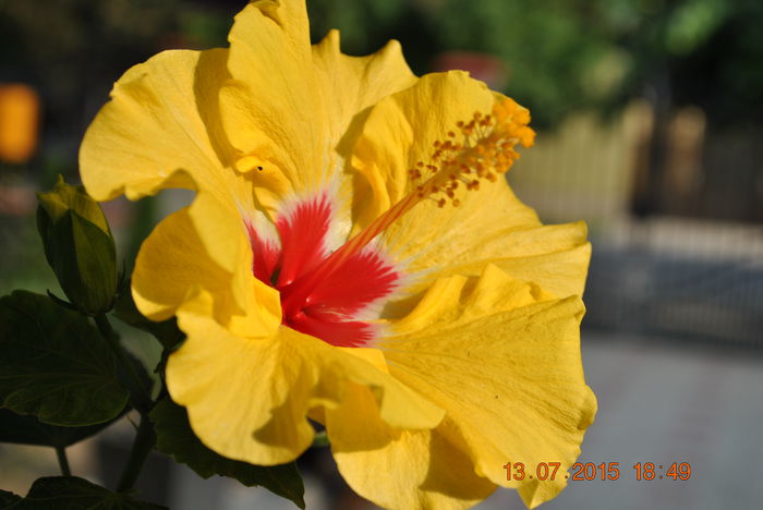 DSC_0682 - Hibiscus Boreas Yellow