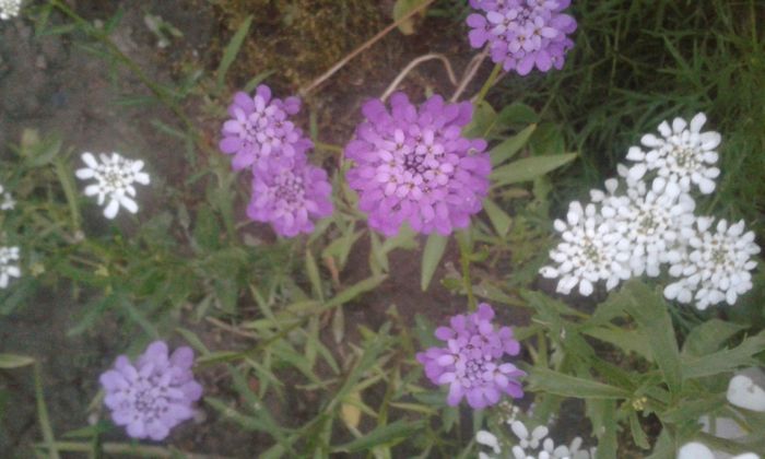 Iberis umbellata