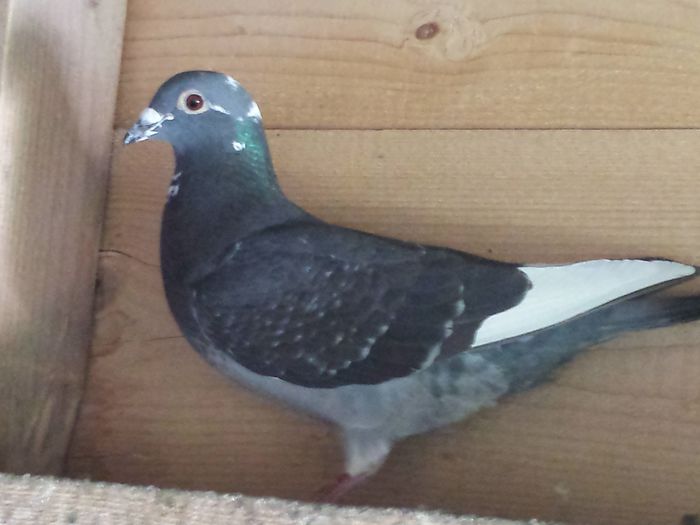 20150712_090259 - N-Diverse poze