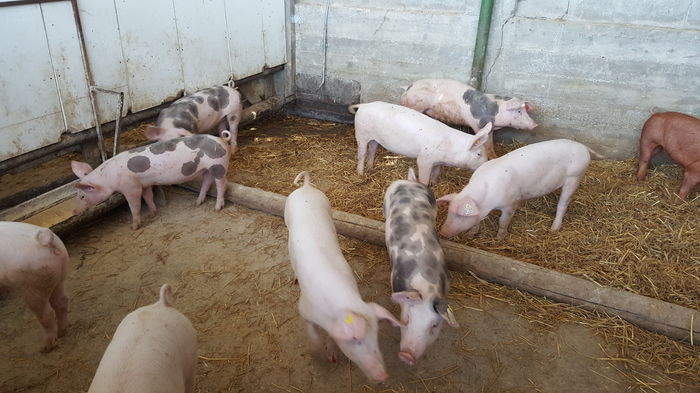 20150712_121636 - Porci - Pietrean - Duroc - Marele alb - Mangalita