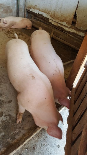 20150712_122405 - Porci - Pietrean - Duroc - Marele alb - Mangalita