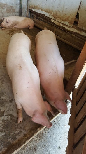 20150712_122403 - Porci - Pietrean - Duroc - Marele alb - Mangalita