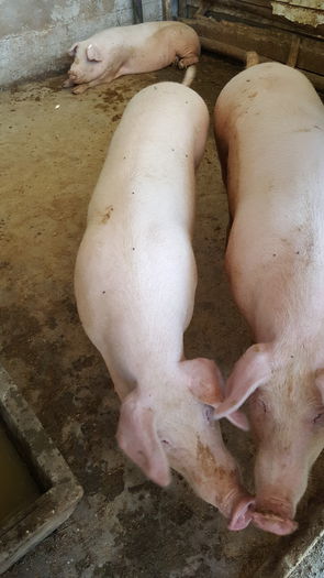 20150712_122355 - Porci - Pietrean - Duroc - Marele alb - Mangalita