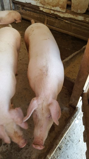 20150712_122352 - Porci - Pietrean - Duroc - Marele alb - Mangalita