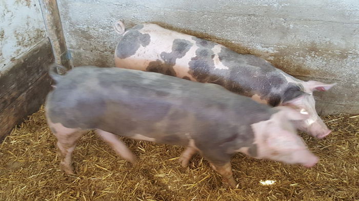 20150712_122303 - Porci - Pietrean - Duroc - Marele alb - Mangalita
