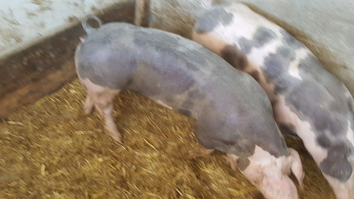 20150712_122259 - Porci - Pietrean - Duroc - Marele alb - Mangalita