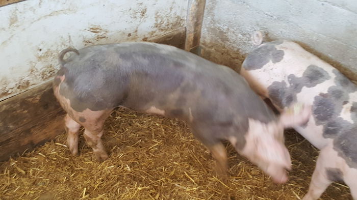 20150712_122258 - Porci - Pietrean - Duroc - Marele alb - Mangalita