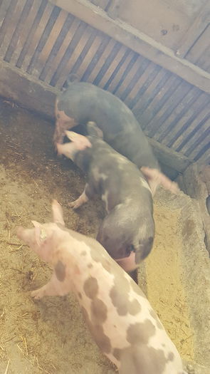 20150712_122248 - Porci - Pietrean - Duroc - Marele alb - Mangalita