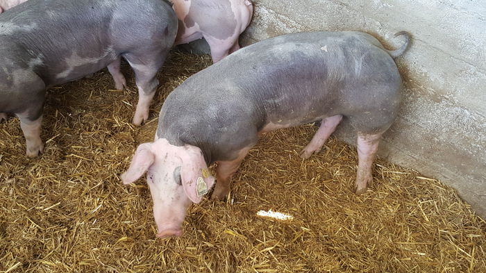 20150712_122234 - Porci - Pietrean - Duroc - Marele alb - Mangalita