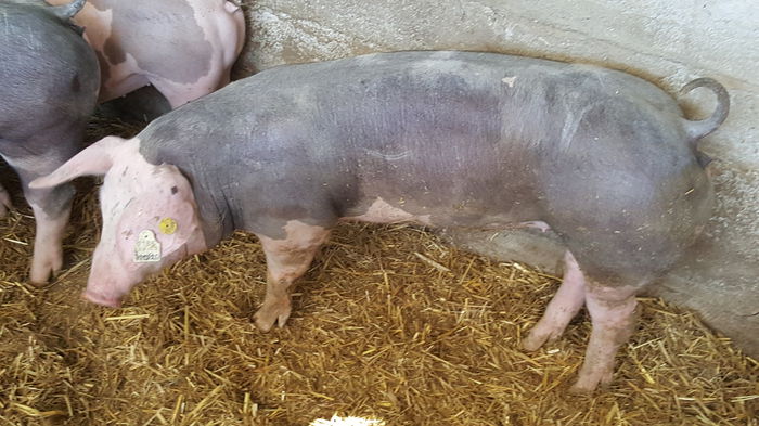 20150712_122229 - Porci - Pietrean - Duroc - Marele alb - Mangalita