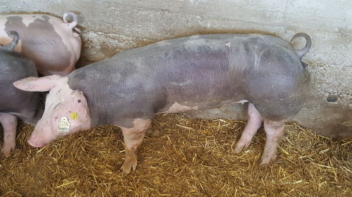 20150712_122225 - Porci - Pietrean - Duroc - Marele alb - Mangalita