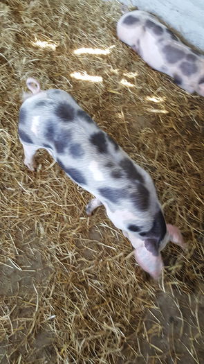 20150712_122005 - Porci - Pietrean - Duroc - Marele alb - Mangalita