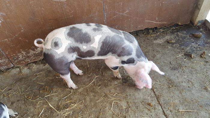 20150712_121944 - Porci - Pietrean - Duroc - Marele alb - Mangalita