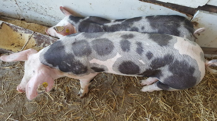 20150712_121922 - Porci - Pietrean - Duroc - Marele alb - Mangalita