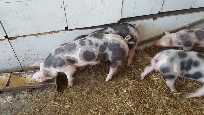 20150712_121917 - Porci - Pietrean - Duroc - Marele alb - Mangalita