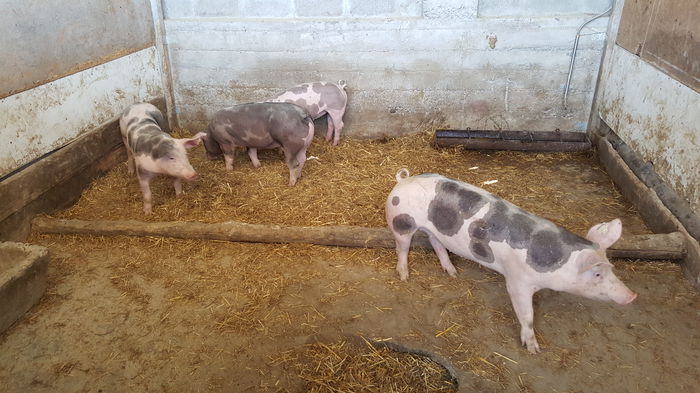 20150712_121809 - Porci - Pietrean - Duroc - Marele alb - Mangalita