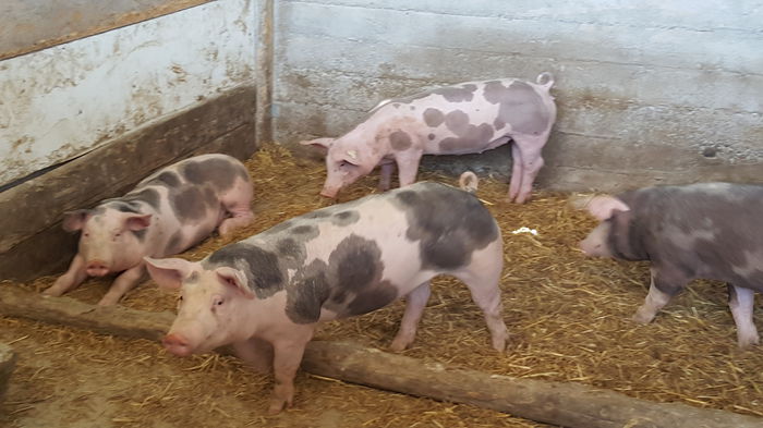 20150712_121756 - Porci - Pietrean - Duroc - Marele alb - Mangalita