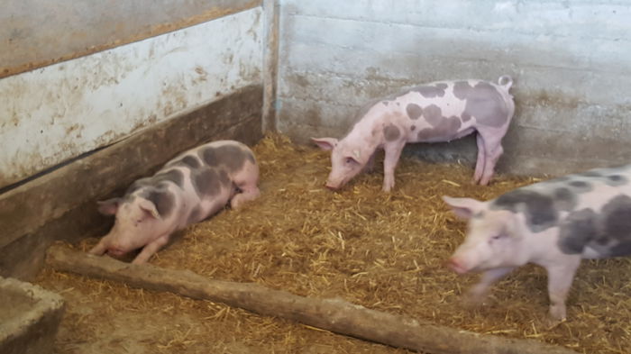 20150712_121754 - Porci - Pietrean - Duroc - Marele alb - Mangalita