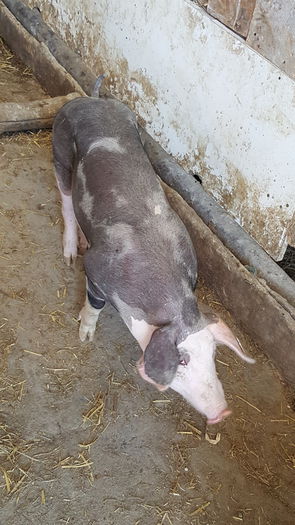 20150712_121743 - Porci - Pietrean - Duroc - Marele alb - Mangalita