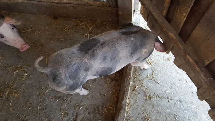 20150712_121731 - Porci - Pietrean - Duroc - Marele alb - Mangalita