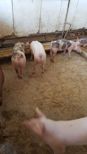 20150712_121701 - Porci - Pietrean - Duroc - Marele alb - Mangalita